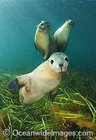 Australian Sea Lion