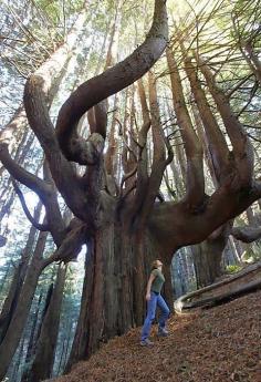 Redwood forest