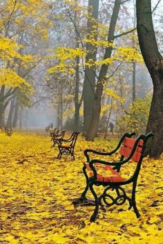 Autumn Yellow, Poland