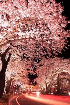 Luminous Japan It Is So Beautiful In Japan During Cherry Blossom Season Which Is Much Too Short We Were Stationed in Lwakuni Japan For 9 Years And Enjoyed Attending The Kintai Bridge Cherry Blossom Festivals