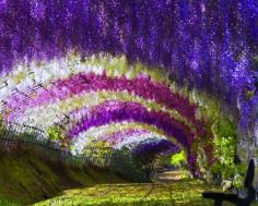 A wisteria tunnel in the Kawachi Fuji Garden in Japan.  Stunning.