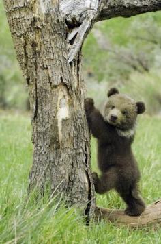 Cubs...just the cutest things!