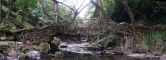 The "Living" bridges of the Indian rain forest. This is pretty epic.