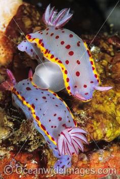 Nudibranchs mating