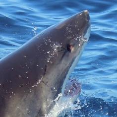 Shark cage diving with Rodney Fox Discovered by Emma McCarthy at Port Lincoln, #Australia