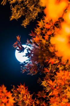 Harvest Moon