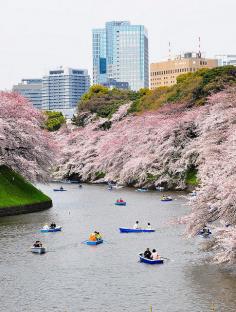 Hanami in the moat, Tokyo, Japan. photo by Jacob Ehnmark. via ehnmark on flickr