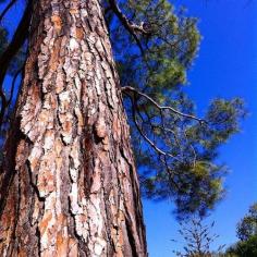 Blue #melbourne (at Fitzroy Gardens).  Australia