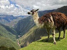 The four day Inca Trail is understandably on the bucket list of many travelers. The most important first step? Booking early, and booking with a company you trust. After much research and debate I landed on Llama Path, and couldn't have been happier with my experience with them. Look out for good reviews on camping equipment (you don't want a leaky tent!), excellent porter care (you'll be amazed how hard those guys work!) and good... Discovered by Alexandra Baackes at #IncaTrail, #Peru