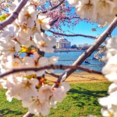 Cherry trees and the Jefferson Memorial in DC. Photo courtesy of missjetsetter on Instagram.