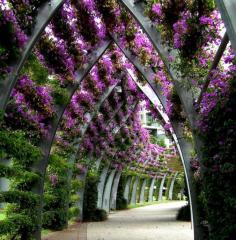 The Arbour.  South Bank Parklands, Brisbane, Queensland, Australia.