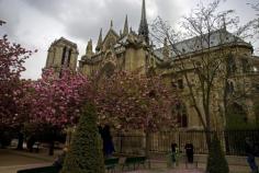 Notre Dame and Cherry Blossoms