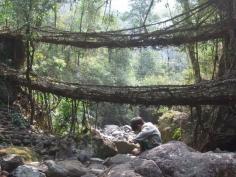 The "Living" bridges of the Indian rain forest. This is pretty epic.