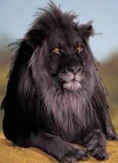 Black Lion