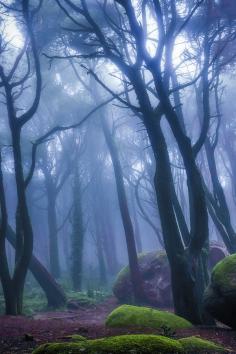 Peninha Magical Forrest, in Sintra, Portugal