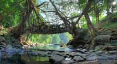 The "Living" bridges of the Indian rain forest. This is pretty epic.