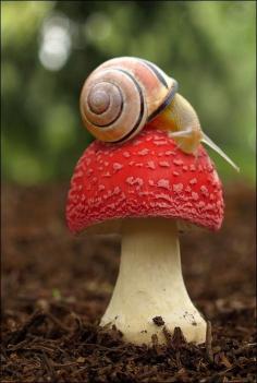 Snail Sitting On A Red Mushroom