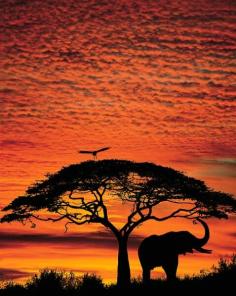 Elephant and acacia tree and white backed vulture, Maasai Mara Game Reserve, Kenya