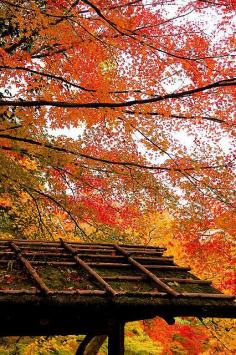 Autumn in Kyoto (by jemione)