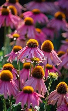 Echinacea 'Kim's Knee High' - cone flower