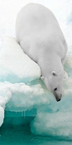 Polar bear, the Arctic.