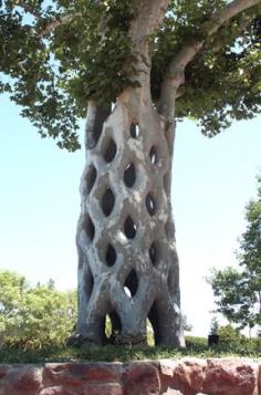 
                        
                            THE BASKET TREE is the Park's centerpiece and one of the most intricate of the Circus Trees (GILROY GARDENS  Family Theme Park, California) It was created from 6 American Sycamores (Platanus occidentalis) and is located in the Main Plaza. Its original location was in Scotts Valley, CA. Can you tell where one tree begins and the other ends? Fun Fact: This tree was also known as "Circle Cage". Click here for a virtual tour of the Basket Tree via Google Maps!
                        
                    