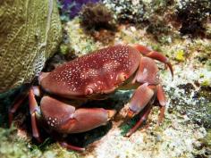 Reef Diving in the Cayman Islands by Ocean Frontiers Diving Adventures on Flickr.  / lovely seas.