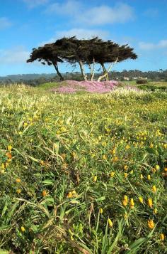 Pebble Beach