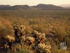 Cacti in the Sonoran Desert