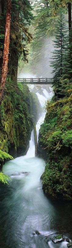 Olympic National Forest, Washington