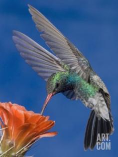 Broad-Billed Hummingbird Male (Cyanthus Latirostris) Nectaring at Claret Cup Cactus Flower