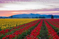 
                        
                            Skagit Valley Tulip Fields, Washington | 29 Surreal Places In America You Need To Visit Before You Die
                        
                    