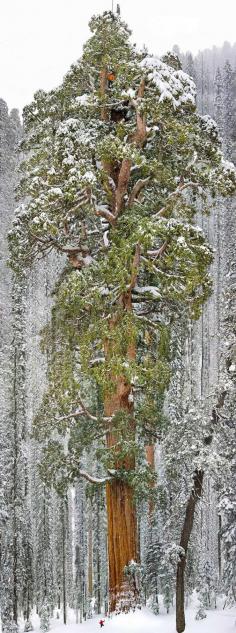 
                        
                            The President, Third-Largest Giant Sequoia Tree In The World, California
                        
                    