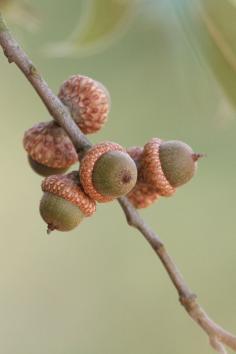 I am seeing lots of acorns and persimmons this year in Arkansas. I have an acorn tree in my yard that has produced acorns for the first time.