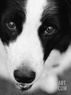 Head of Border Collie