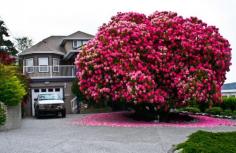 
                        
                            125+ Year Old Rhododendron “Tree” In Canada
                        
                    