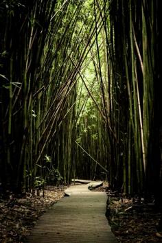 
                        
                            pipiwai trail, Maui, Hawaii - What an amazing 6.8 km (4mi) hike through the most diverse yet serene landscape.  Exhausting....yes....Exhilarating.....Oh yes!
                        
                    