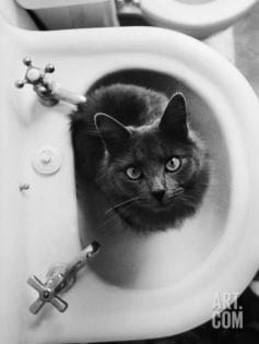 Cat Sitting In Bathroom Sink