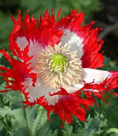 
                        
                            Papaver ‘Danebrog’.  Fantastic traffic stopping 4-5” blooms display a brilliant white Maltese cross against brightest true red fringed petals. Frilly anthers & a lime green ovary make it even better.
                        
                    