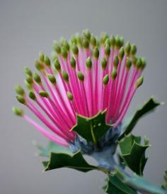 
                        
                            Matchstick Banksia.
                        
                    