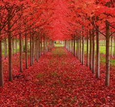 
                        
                            Maple Tree Tunnel in Oregon
                        
                    