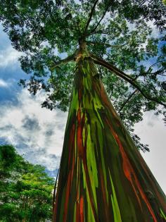 
                        
                            Rainbow Eucalyptus In Kauai, Hawaii
                        
                    