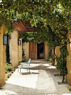 Grape vines leading to a front door.