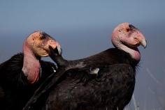 Male and female California Condors wing tag numbers 28 & 16, Bitter Creek National Wildlife Refuge.