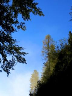 #Morning pictures in September 2014 beim Hotel Mauthäusl near #Inzell with german description: www.reiseziele.co... #Alps #Bavaria #Germany