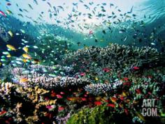 Madreporic Formation at Sipadan Island with Thousands of Little Chromis and Pseudanthias Fishes