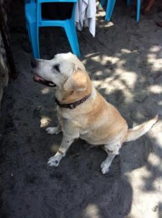 
                        
                            Meet River the surfing dog## La Union## Philippines ## the sweetest beach dog
                        
                    