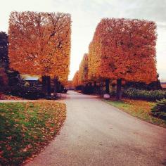 English walled garden at the Chicago Botanic Garden. Photo courtesy of billetski on Instagram.