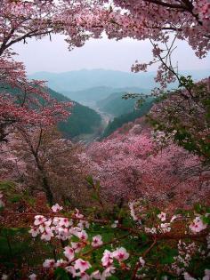 
                        
                            Sakura Mountains Yoshino by Paul Hillier Photography, via Flickr
                        
                    