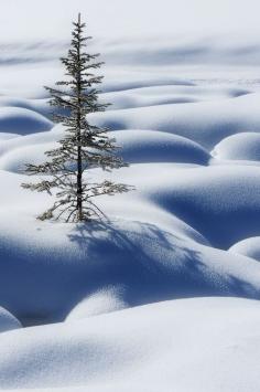 
                        
                            Lone tree in snow
                        
                    